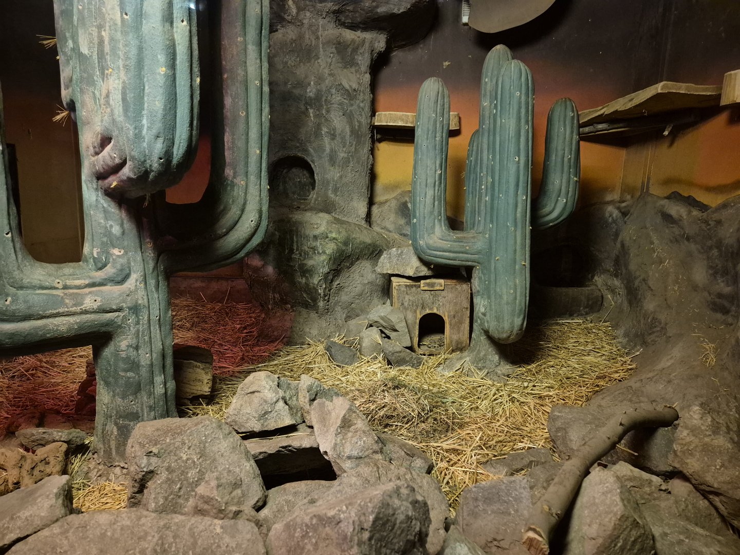 Humbolt's Hog-nosed Skunk exhibit