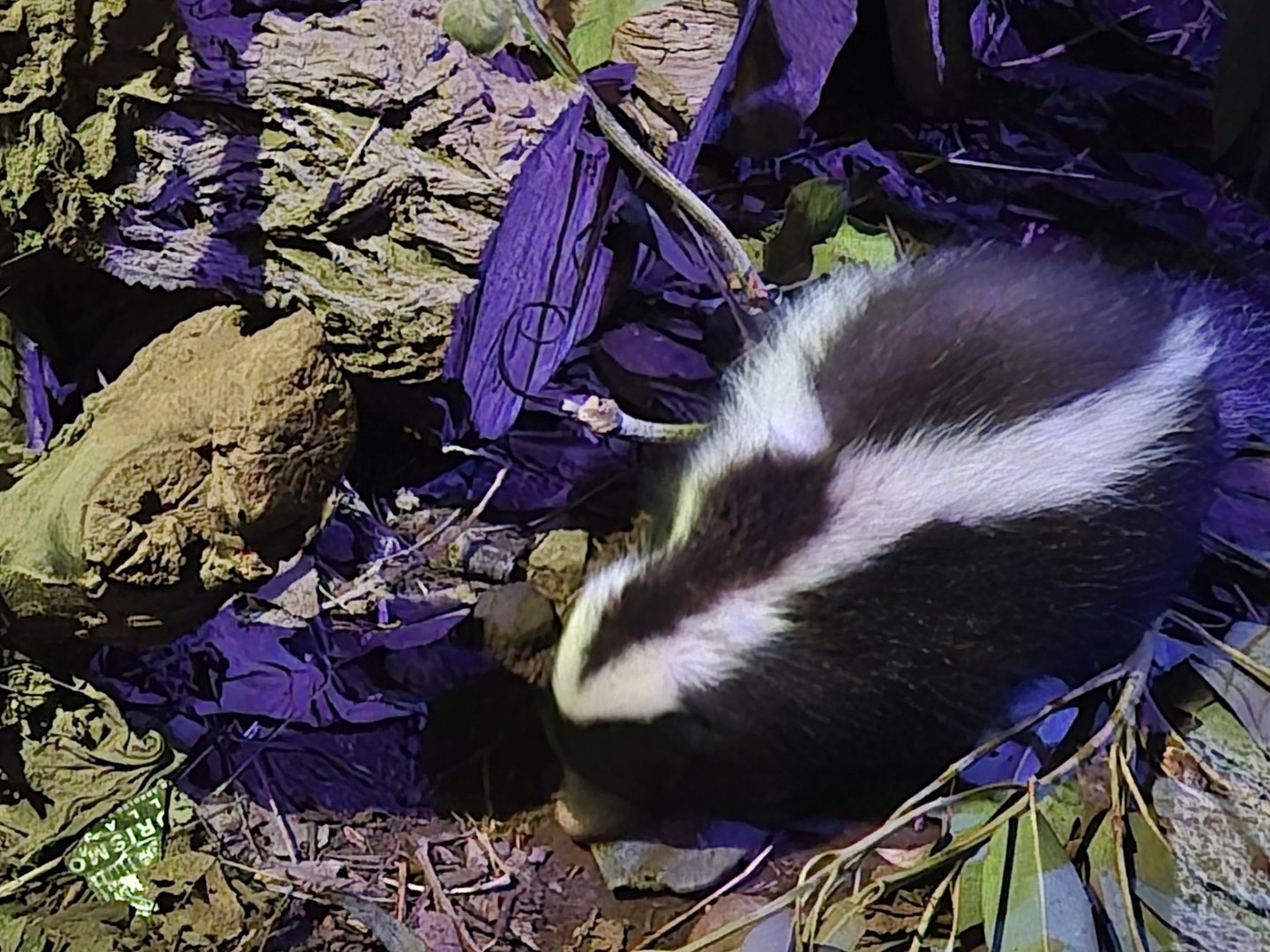 Humbolt's Hog-nosed Skunk