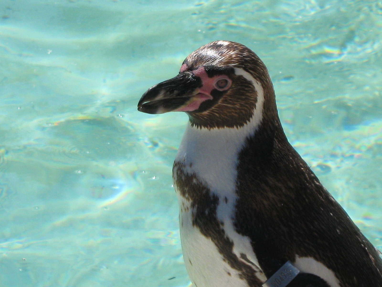 Humbolts Penguin 3.6.10