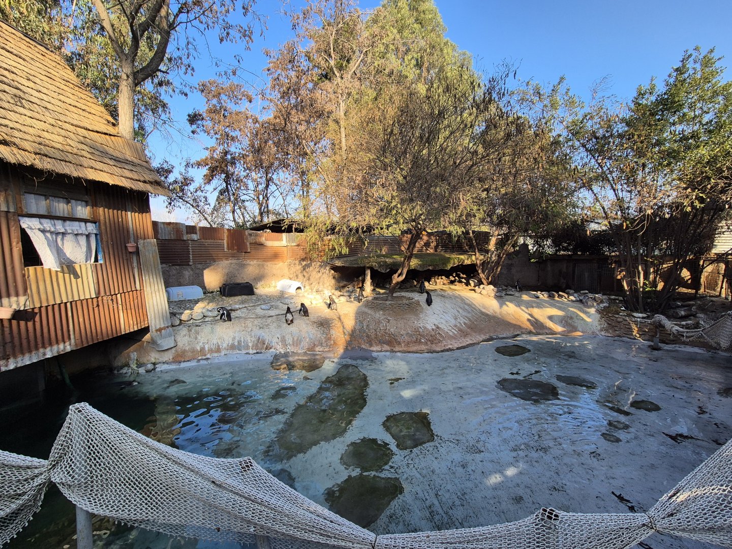Humbolt's Penguin exhibit