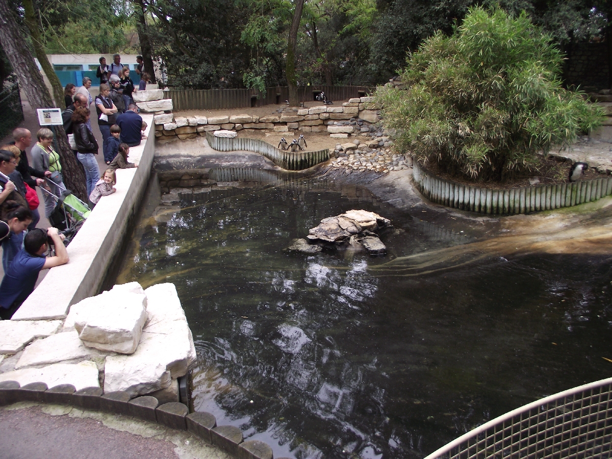 Humbolts Penguin Pool