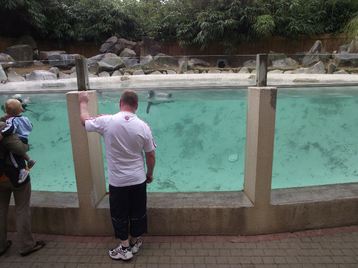 Humbolts Penguin Pool