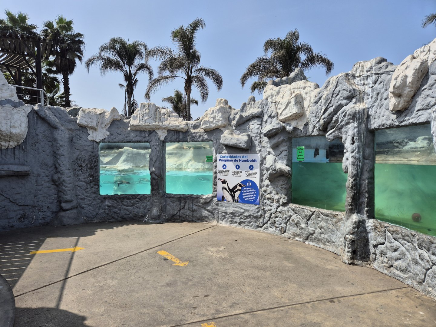 Humbolt's Penguin underwater view