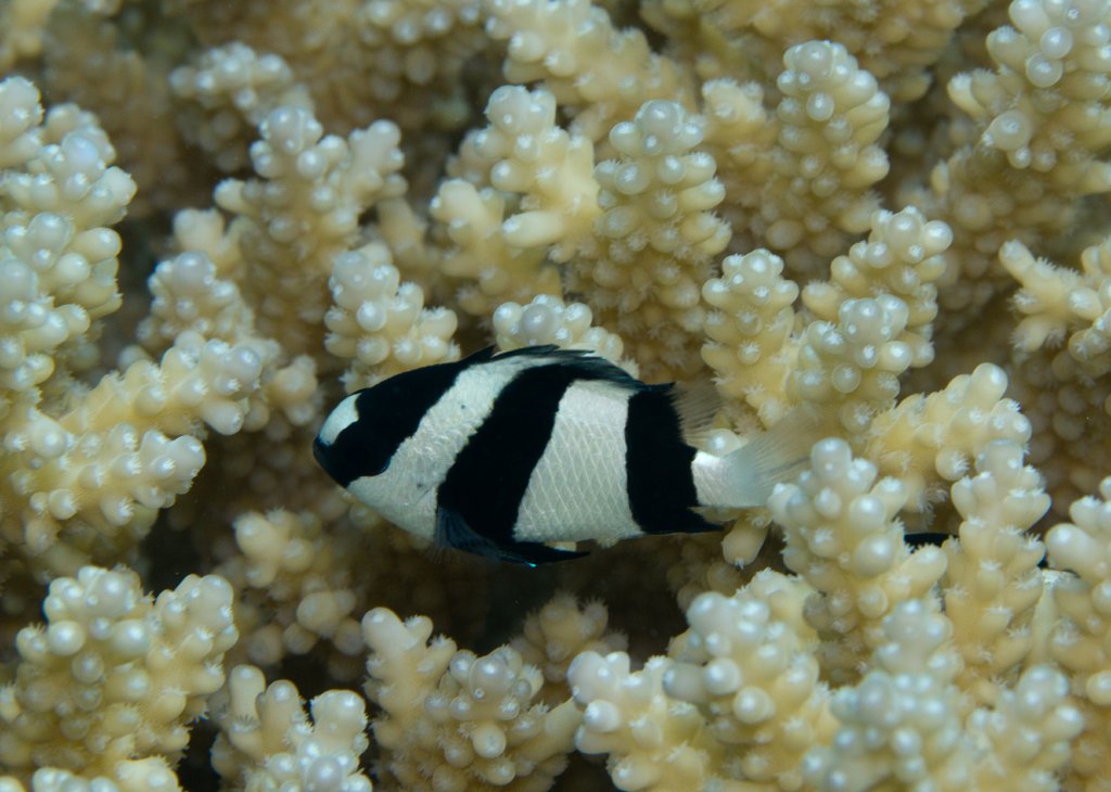 Humbug Damsel (Dascyllus aruensis)