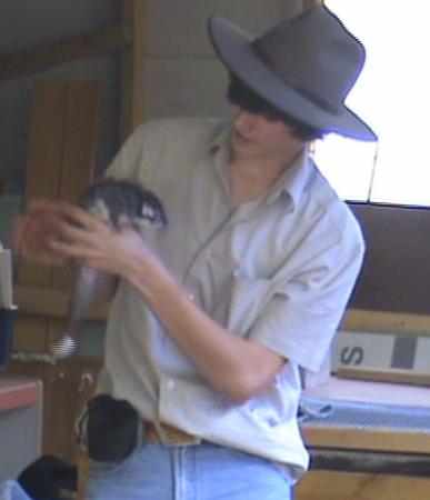 Humbug Scrub Wildlife Presentations - Ringtail Possum