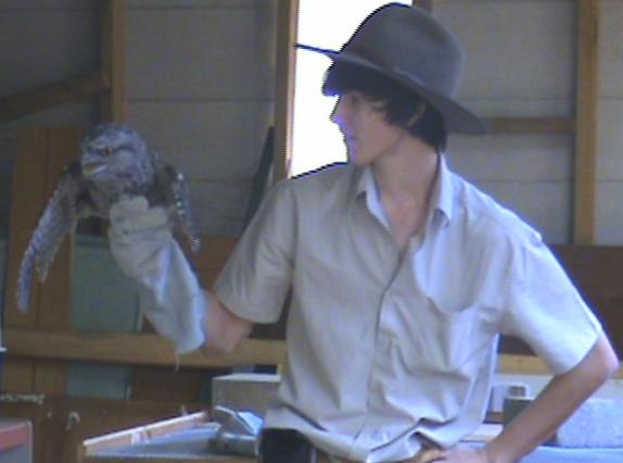Humbug Scrub Wildlife Presentations - Tawny Frogmouth