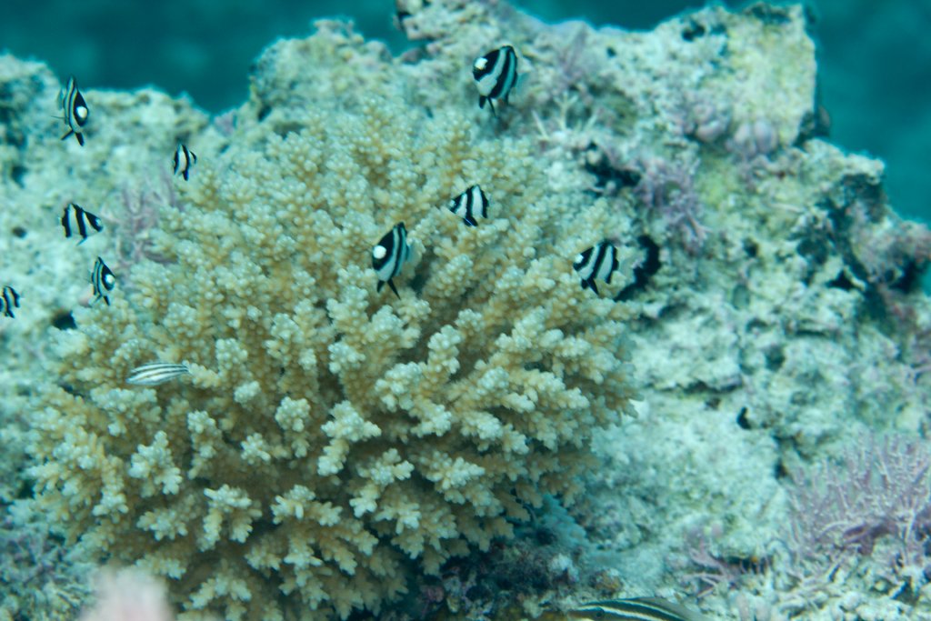 Humbugs (Dascyllus aruensis)