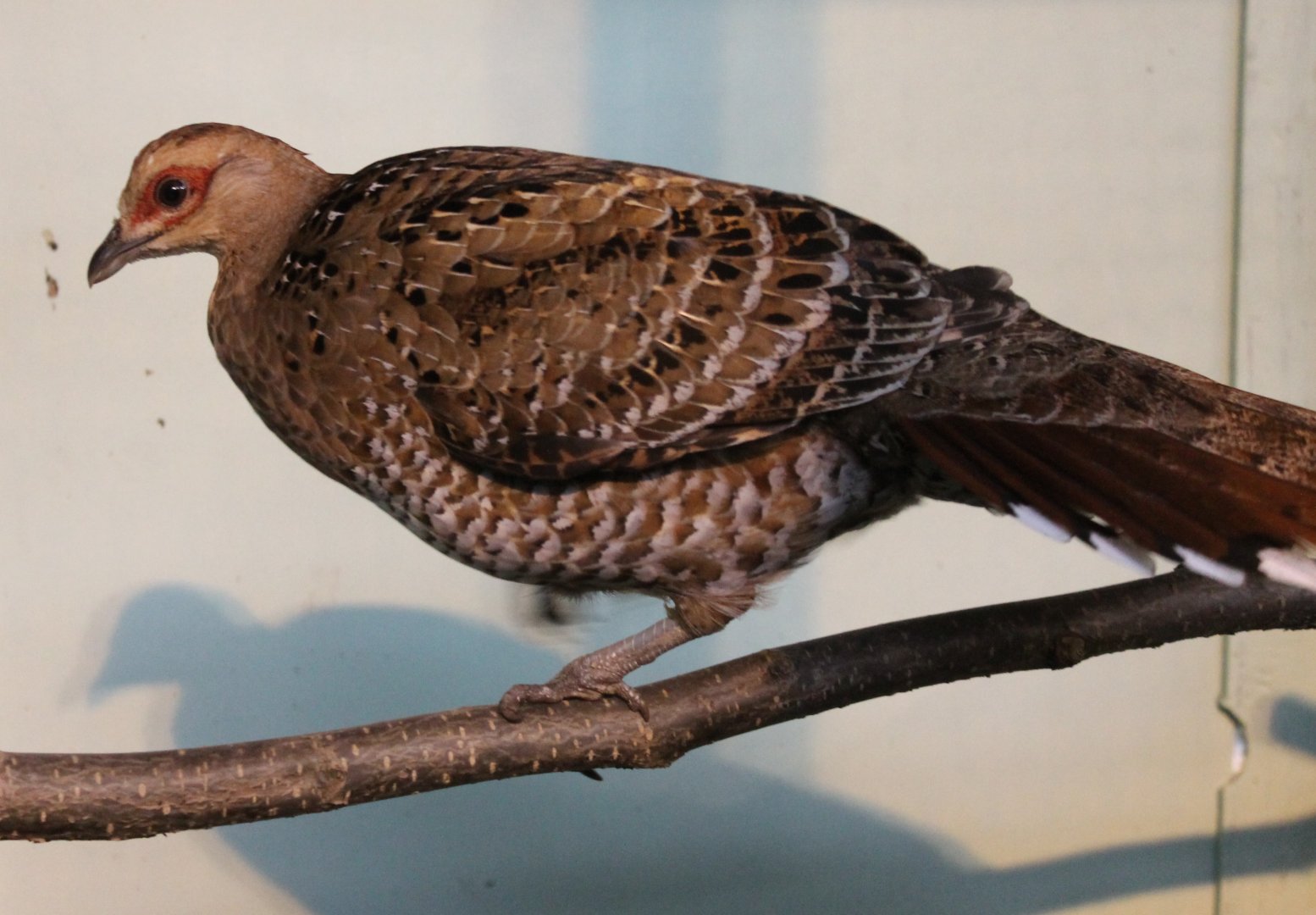 Hume bar-tailed pheasant Female