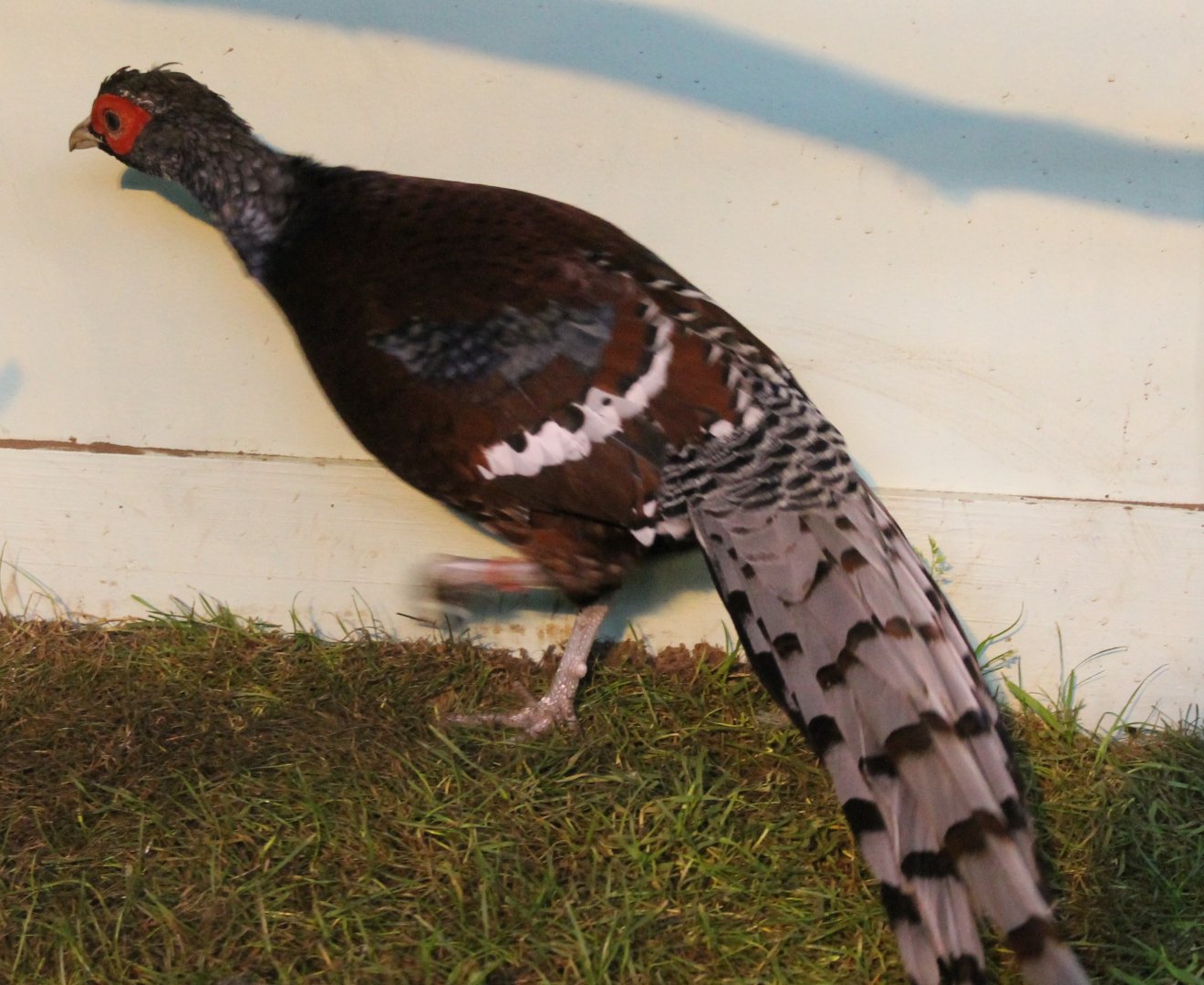Hume bar-tailed pheasant Male