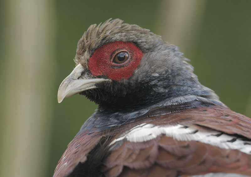 Humes bar-tailed pheasant