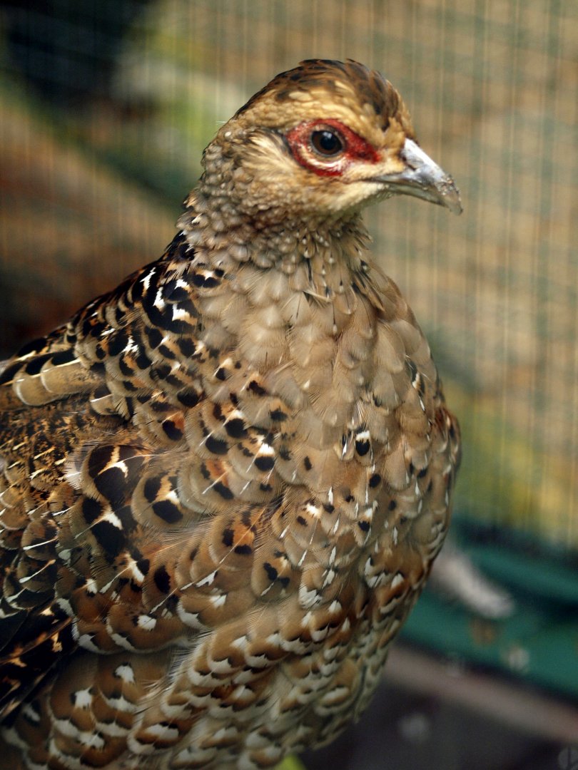 Hume's bar-tailed pheasant