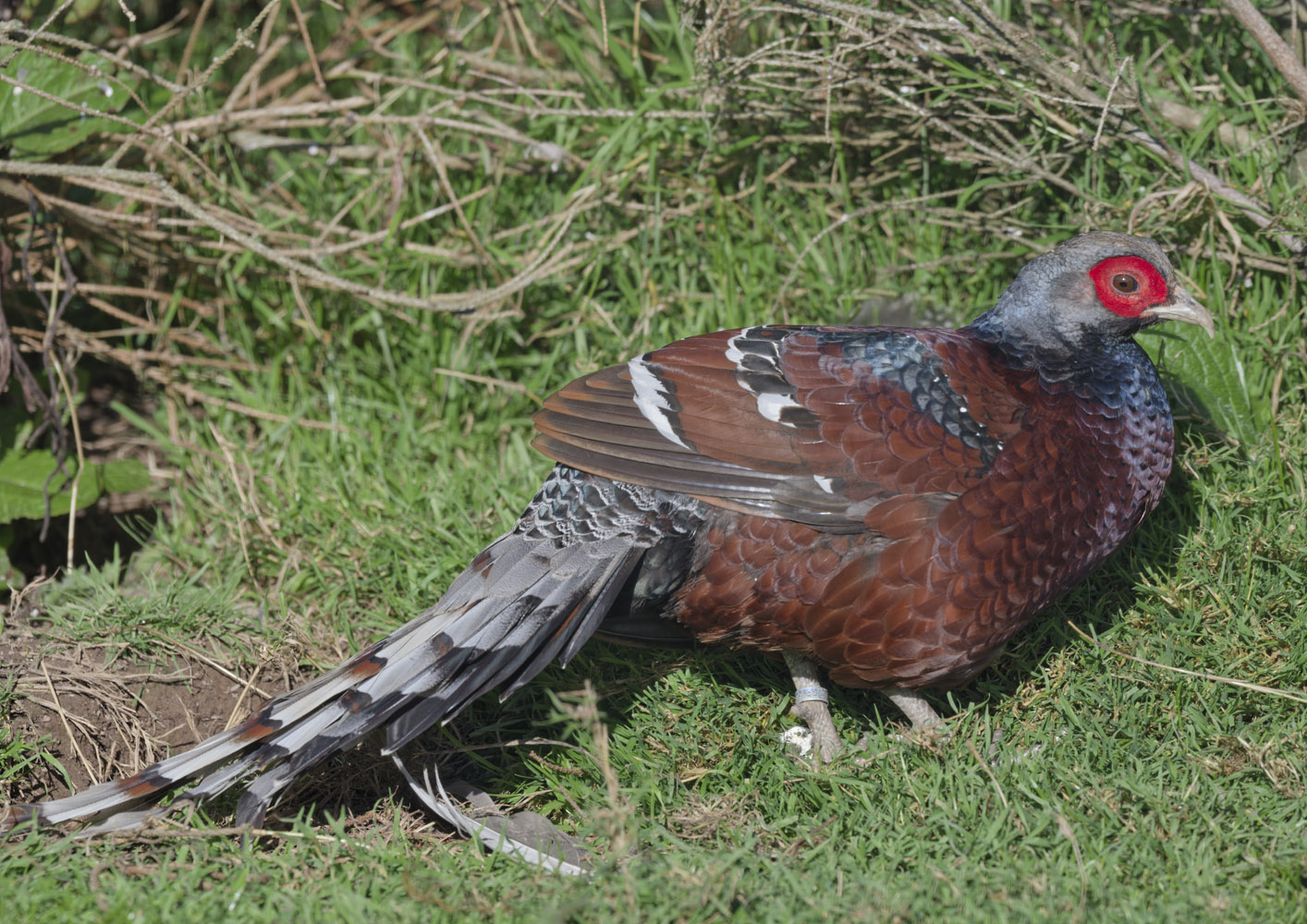Hume's bar-tailed pheasant