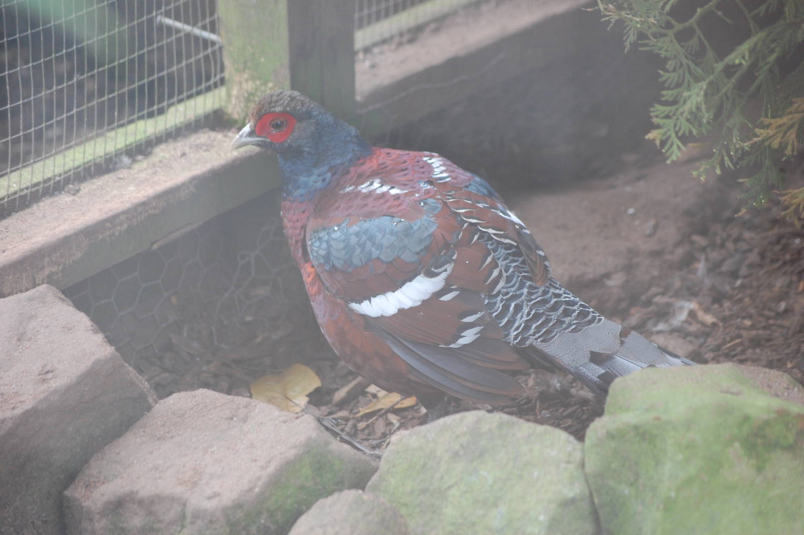 Hume's Bar Tailed Pheasent7