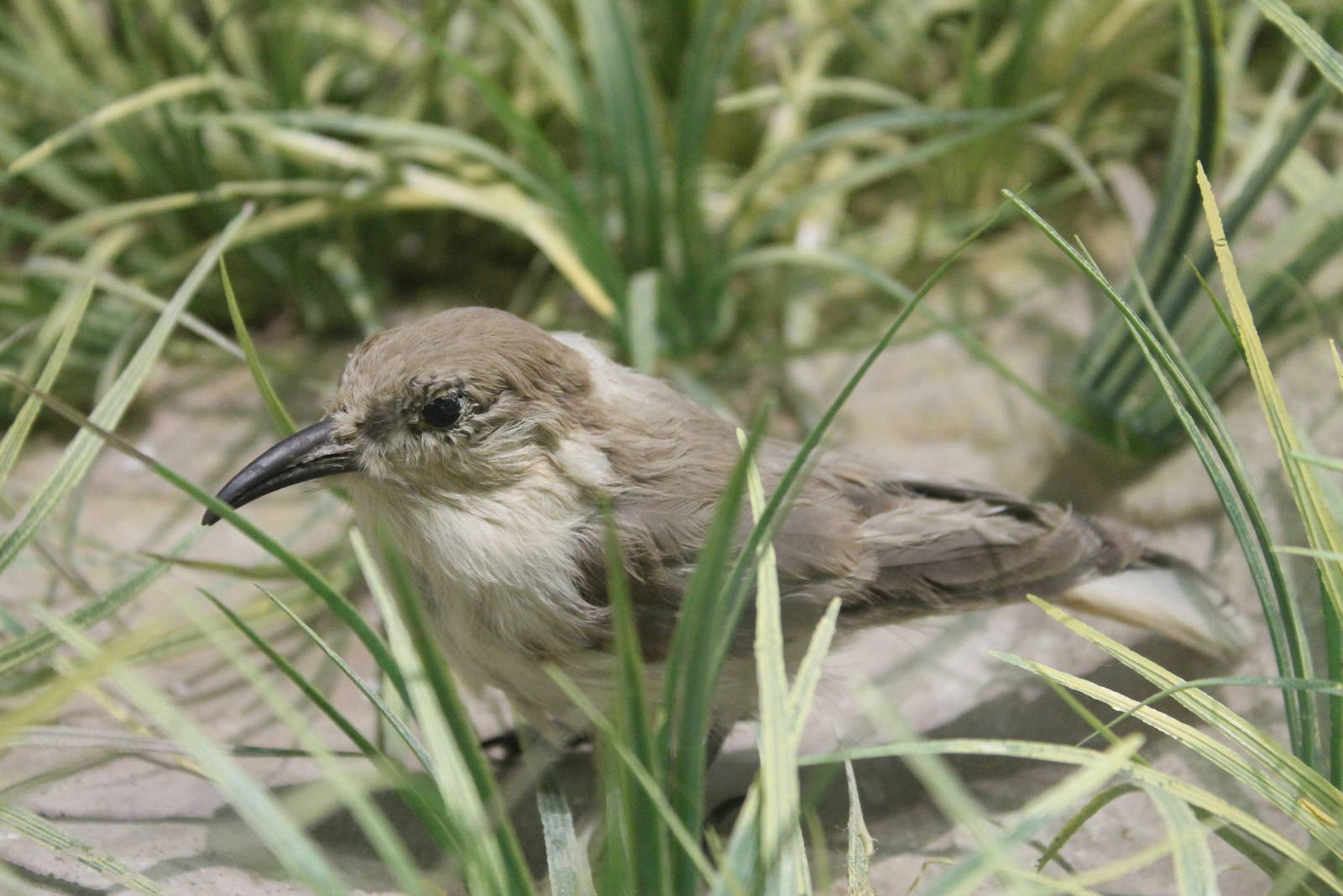 Hume's Ground Jay (Pseudopodoces humilis)