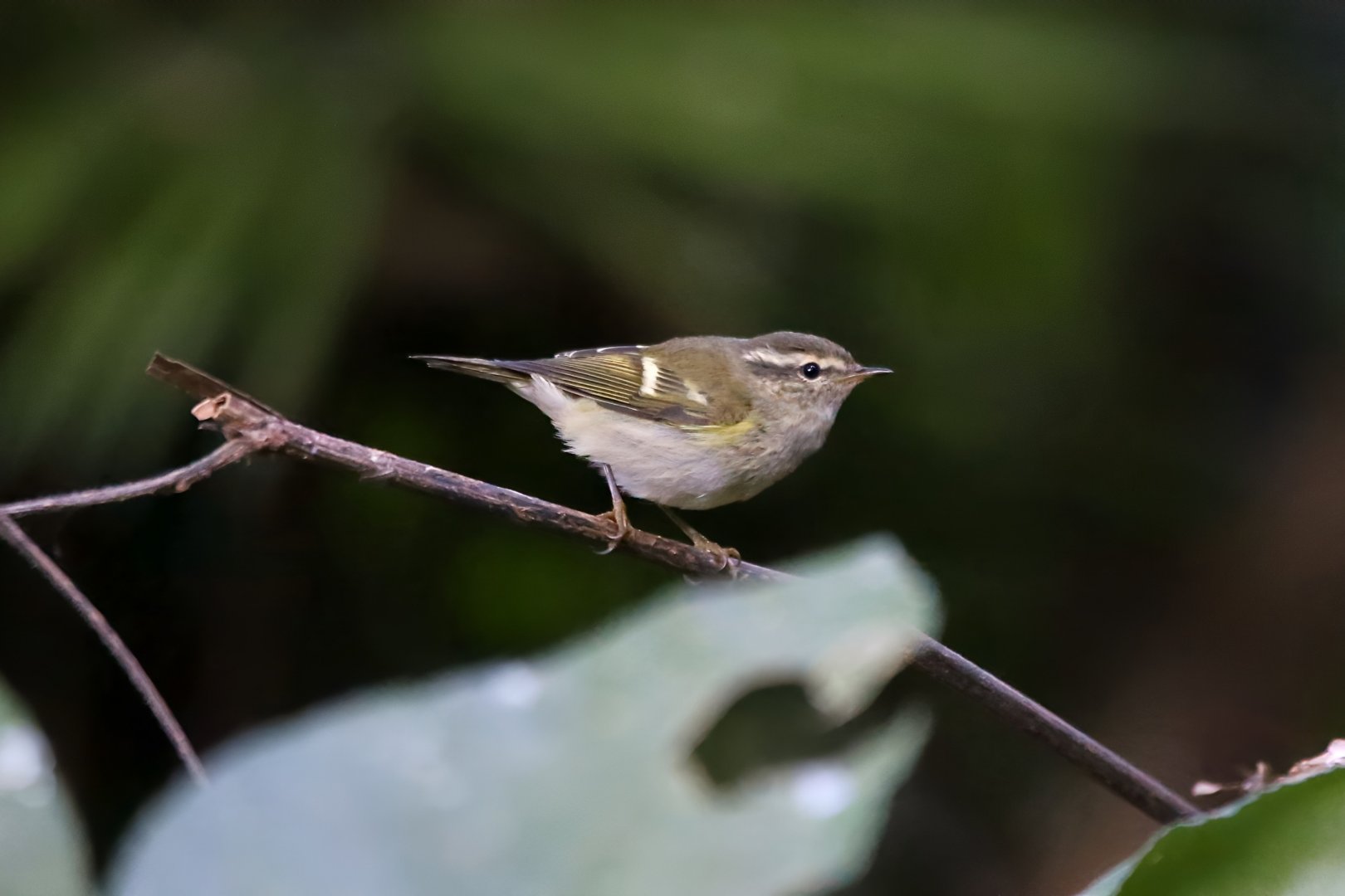 Hume's Leaf-warbler (Phylloscopus humei)