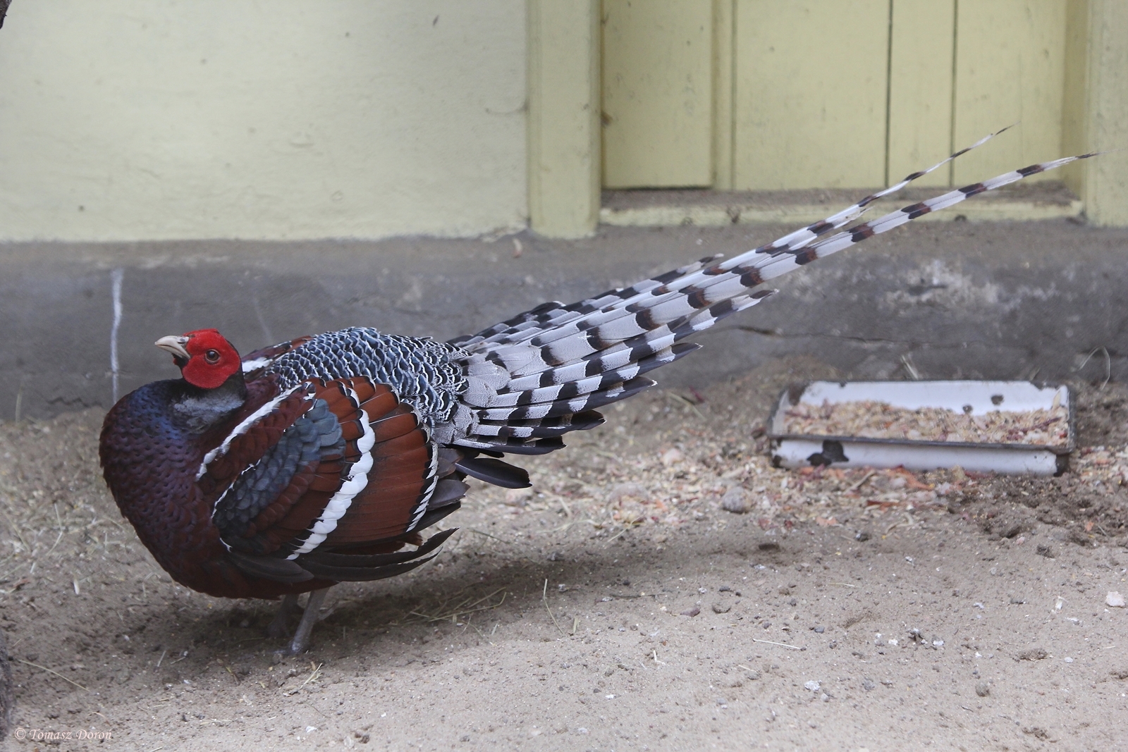 Hume's Pheasant (Syrmaticus humiae)