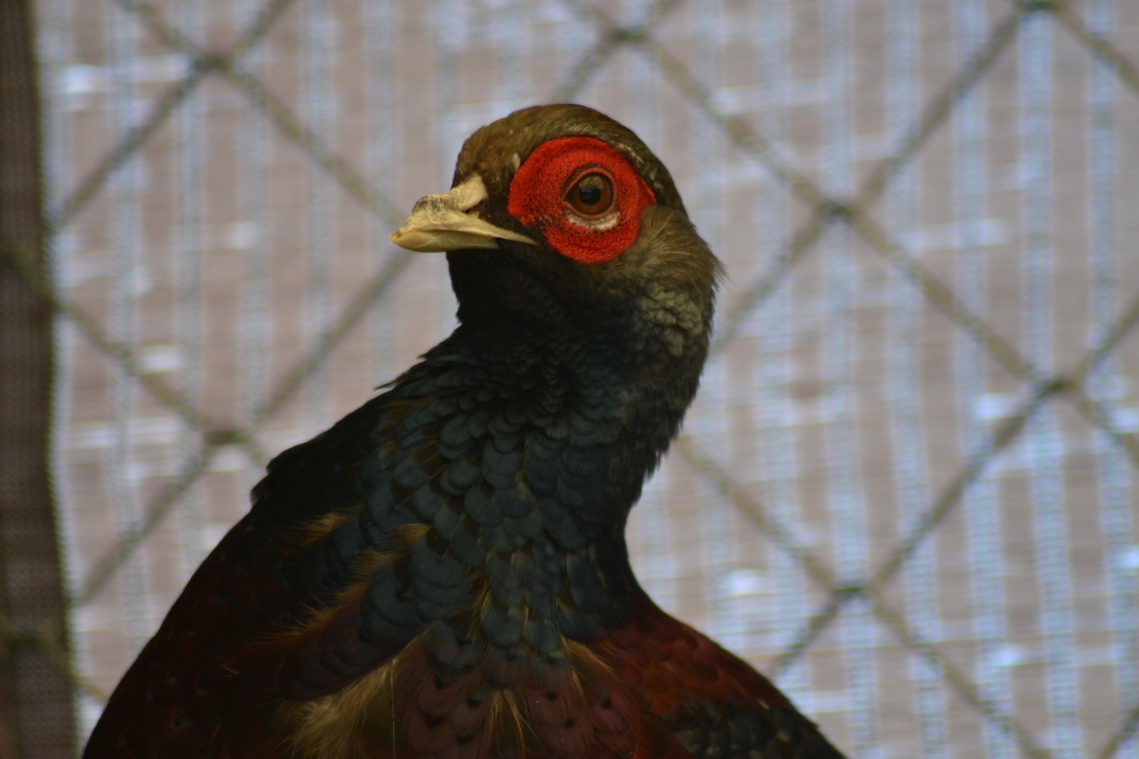 Hume's Pheasant - Syrmaticus humiae