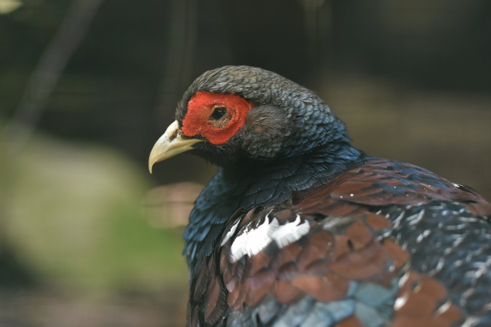 Hume's Pheasant Syrmaticus humiae