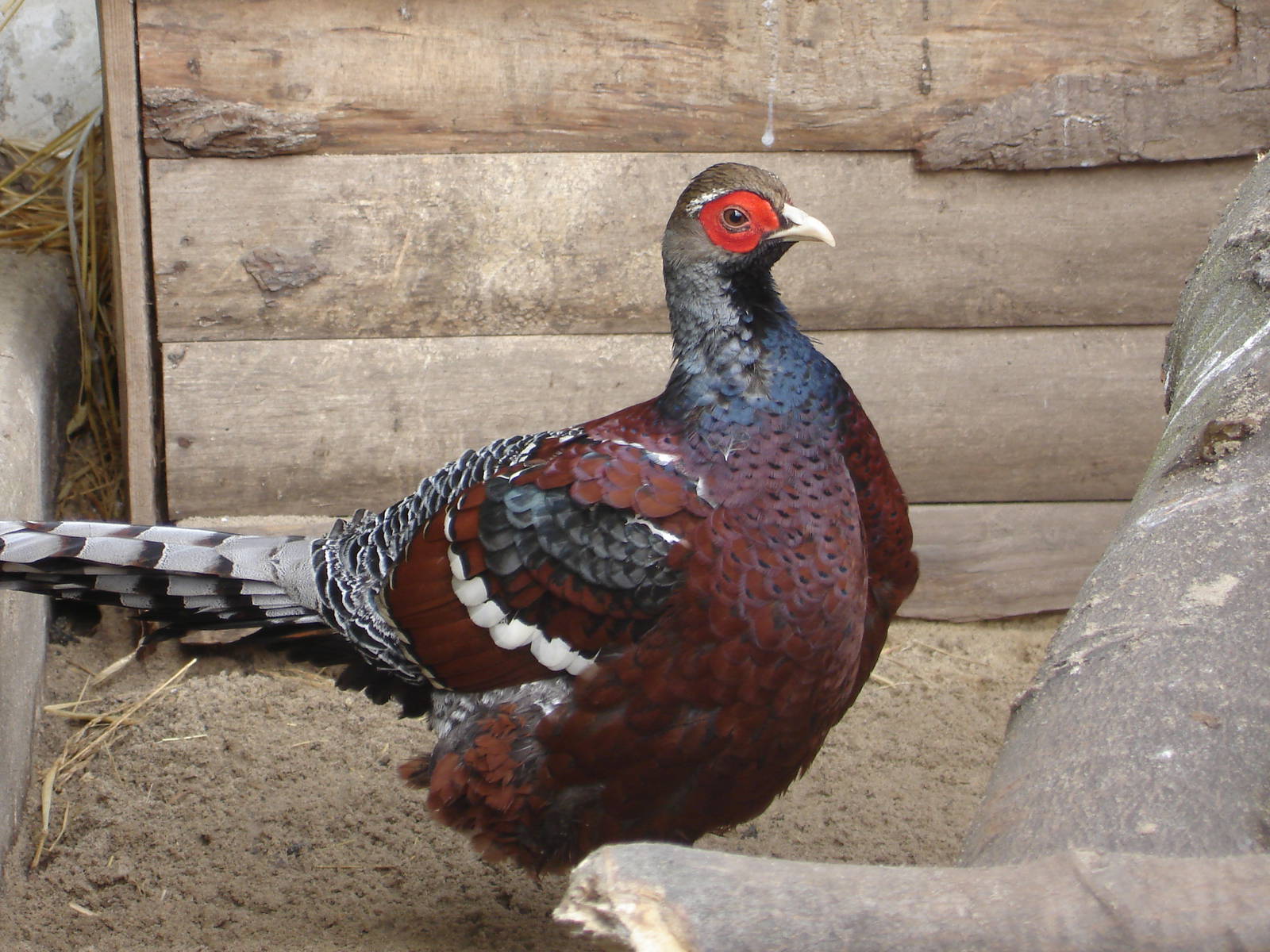 Hume's Pheasant