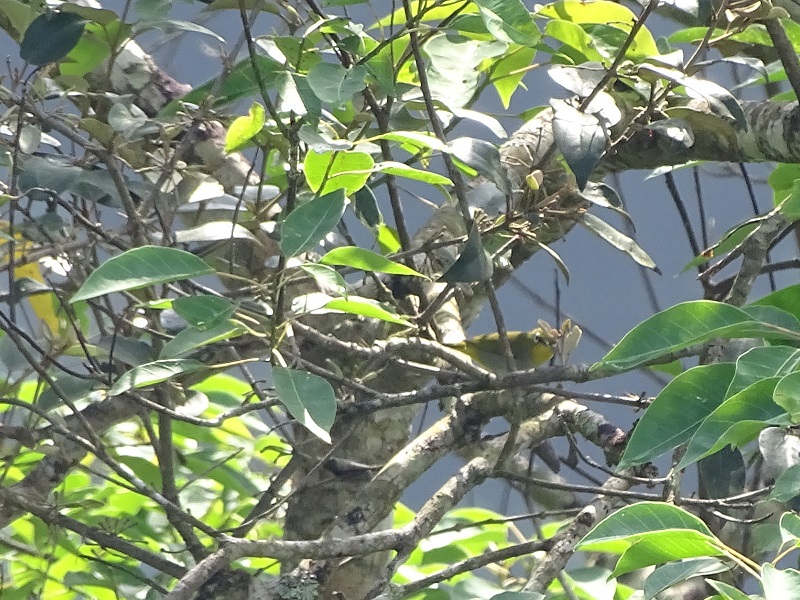 Hume's white-eye (Zosterops auriventer wetmorei)