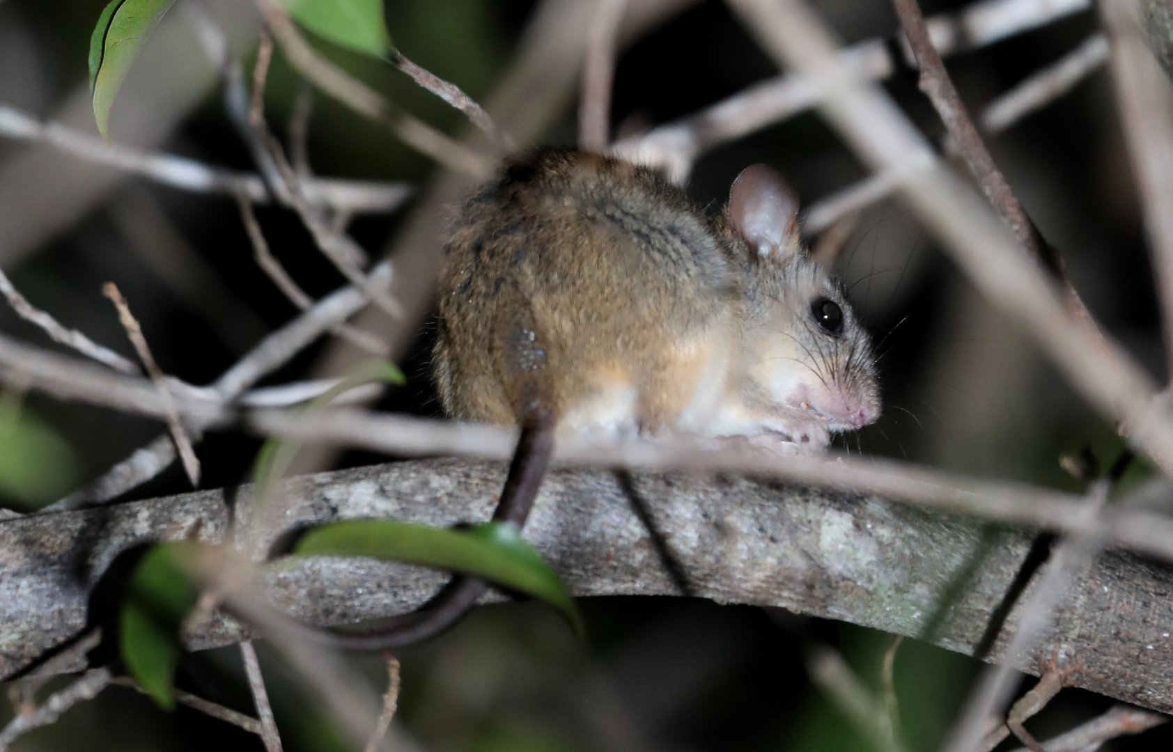 Humid Chaco Arboreal Rice Rat (Oecomys franciscorum)