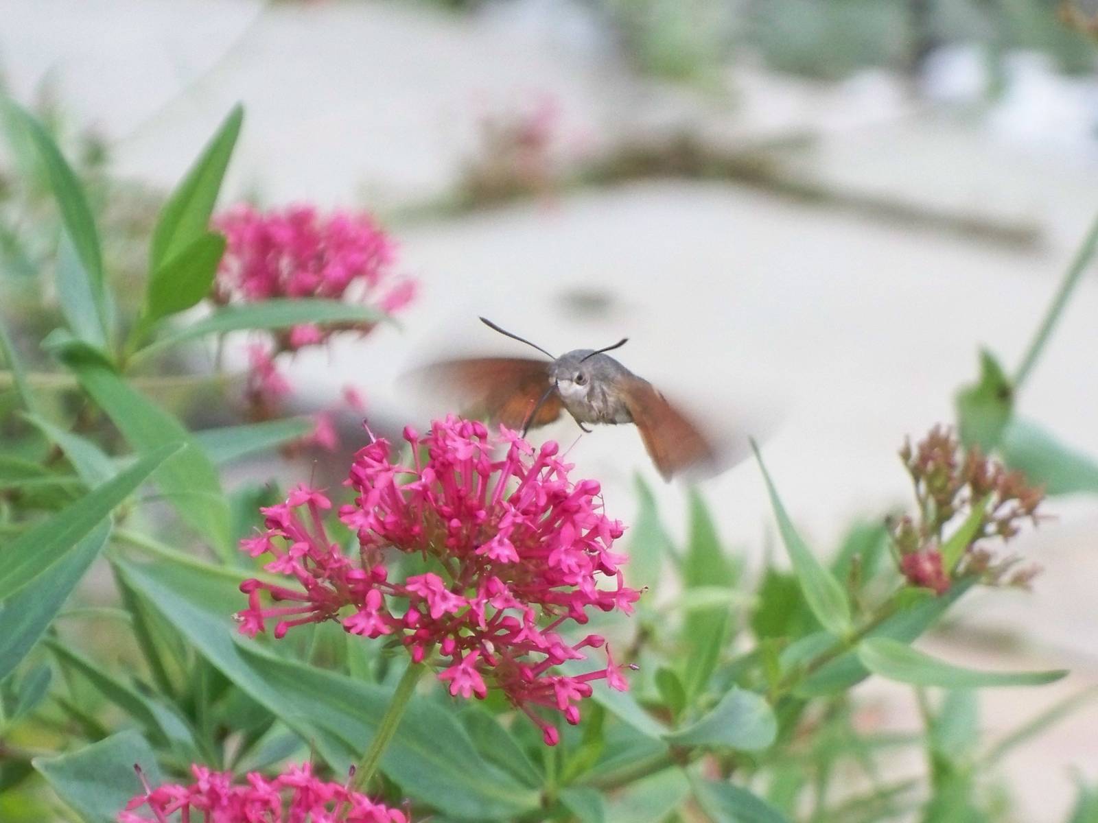 humming bird hawlmoth
