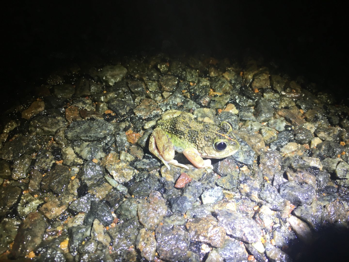 Humming Frog (Neobatrachus pelobatoides)