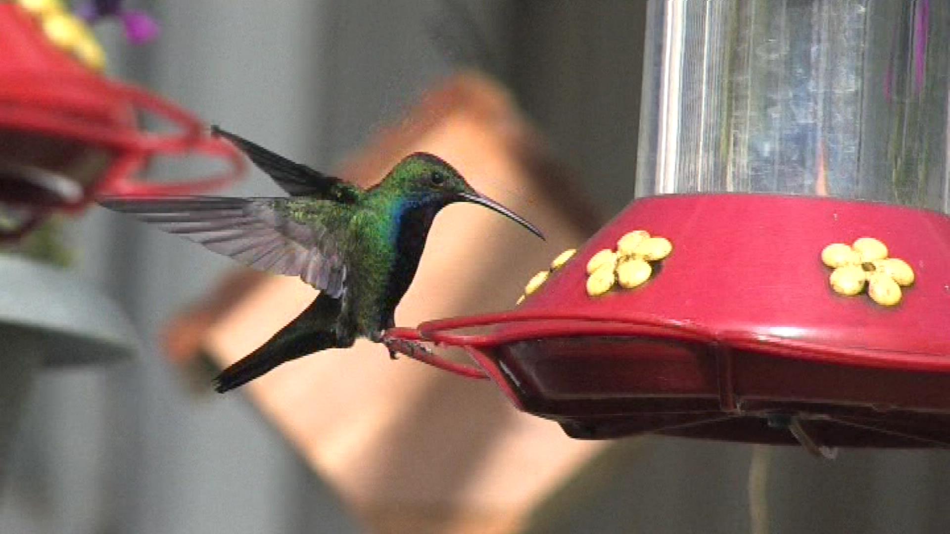 Hummingbird 2 ID.