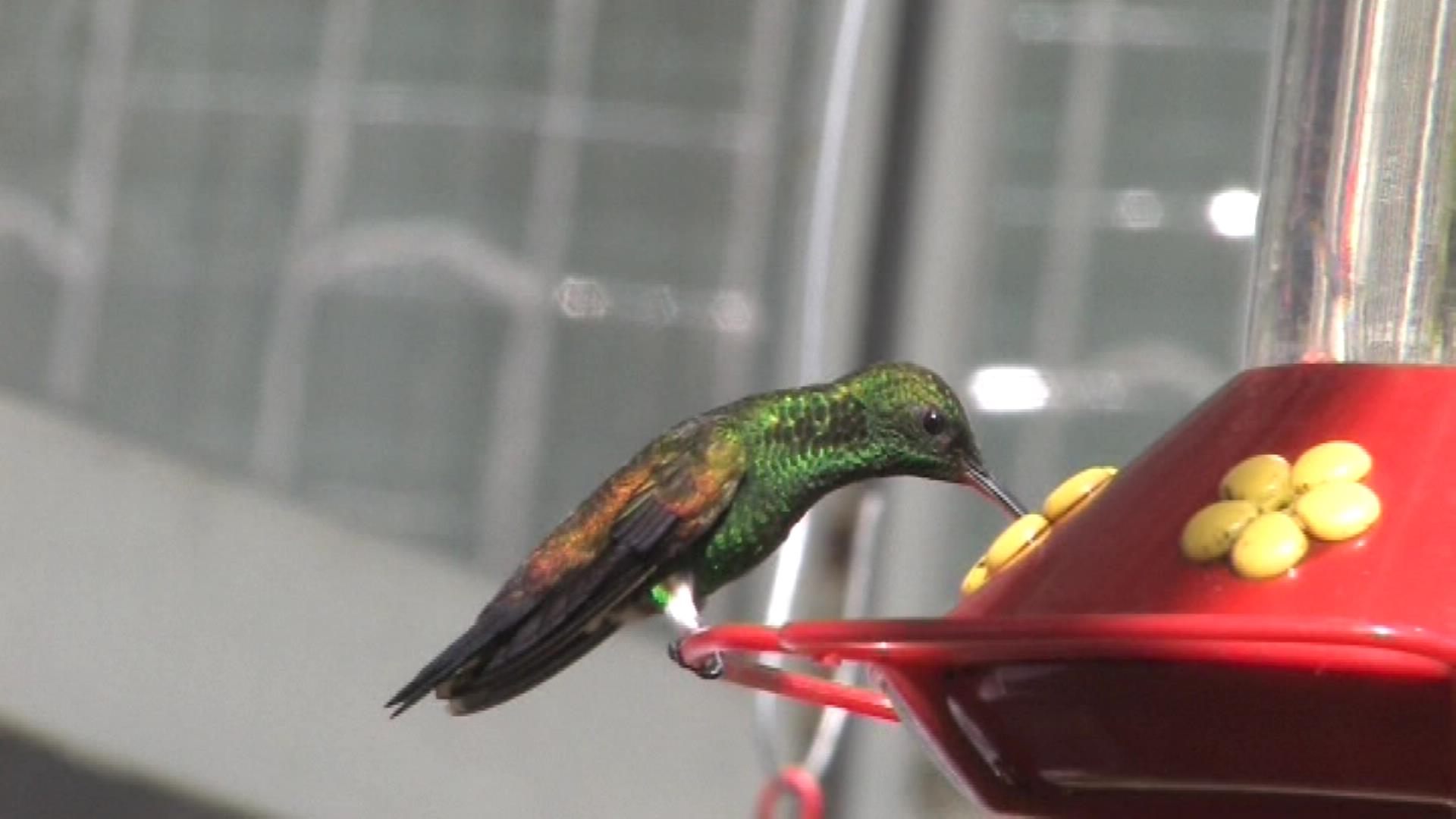 Hummingbird 4 ID
