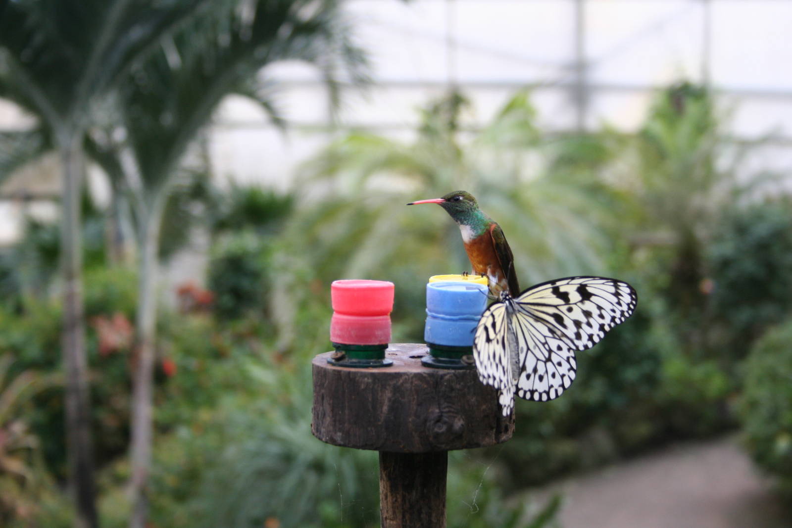 Hummingbird and butterfly -Papillorama 07