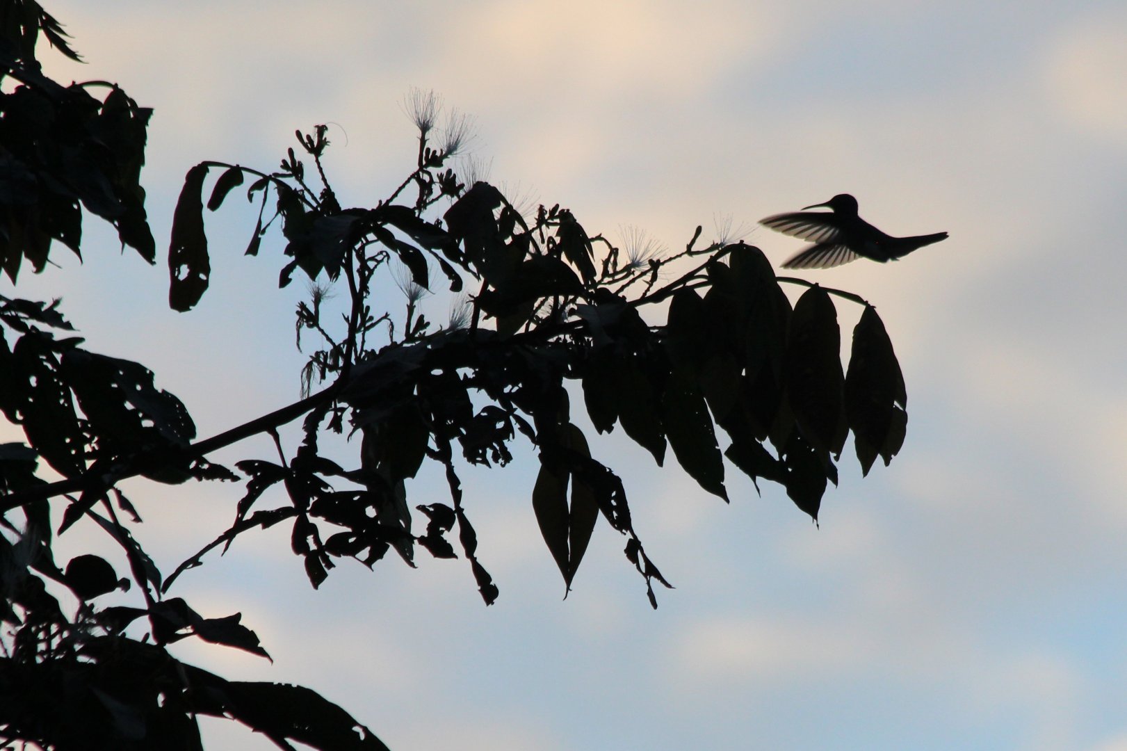 Hummingbird at Dawn - Mar 2019