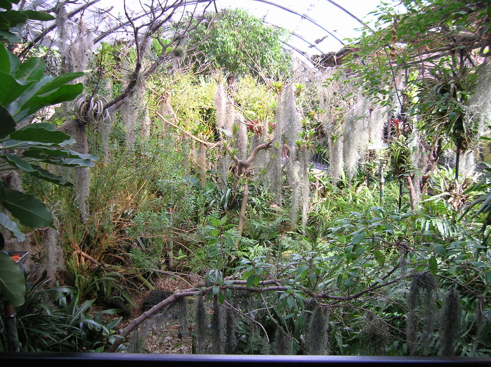 Hummingbird Aviary 1-20-09