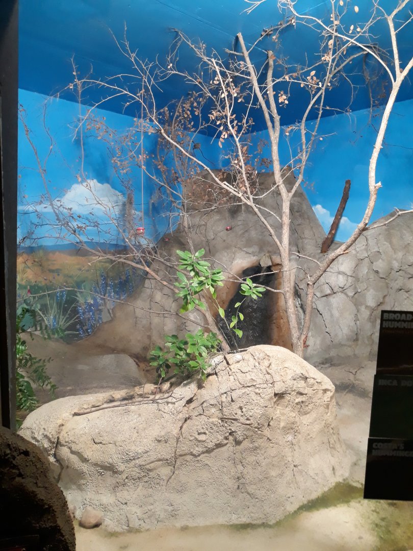 Hummingbird aviary 1