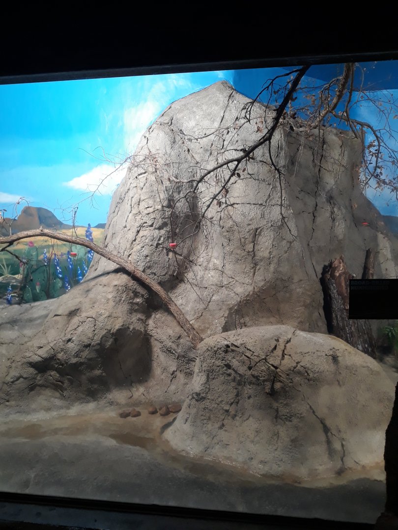 Hummingbird aviary 2