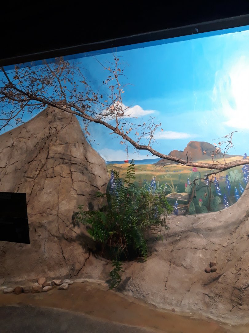 Hummingbird aviary 3