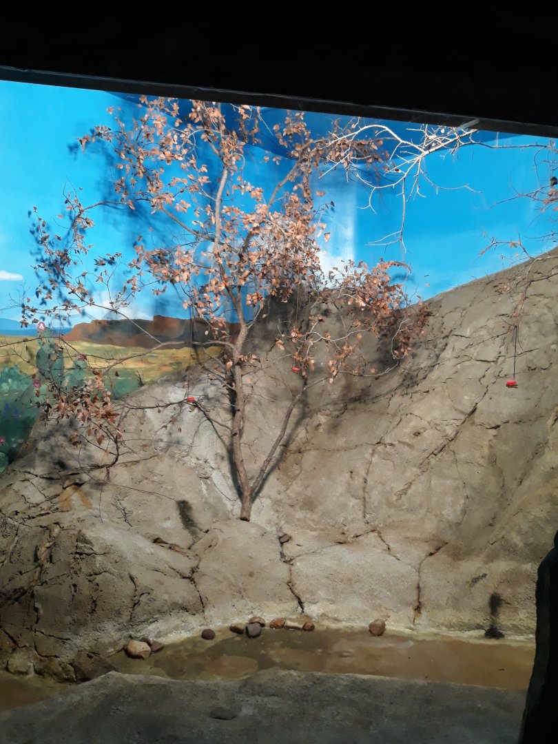 Hummingbird aviary 4