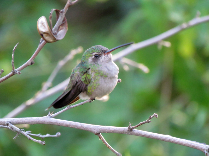 Hummingbird Aviary - Broad-billed Hummingbird