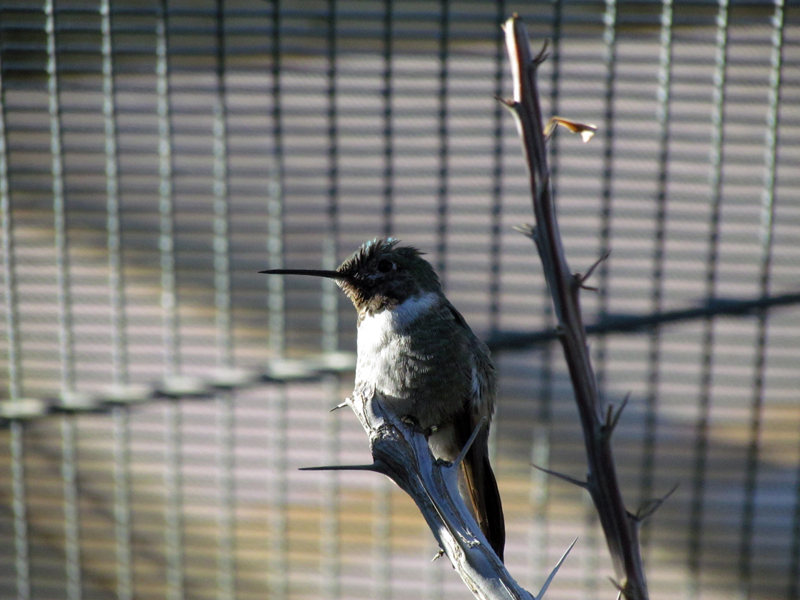 Hummingbird Aviary - Broad-tailed Hummingbird