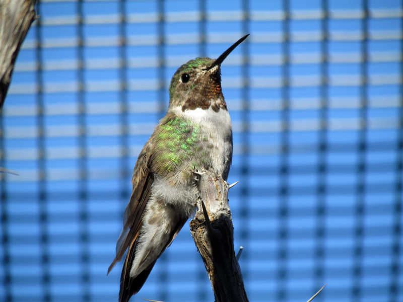 Hummingbird Aviary - Broad-tailed Hummingbird