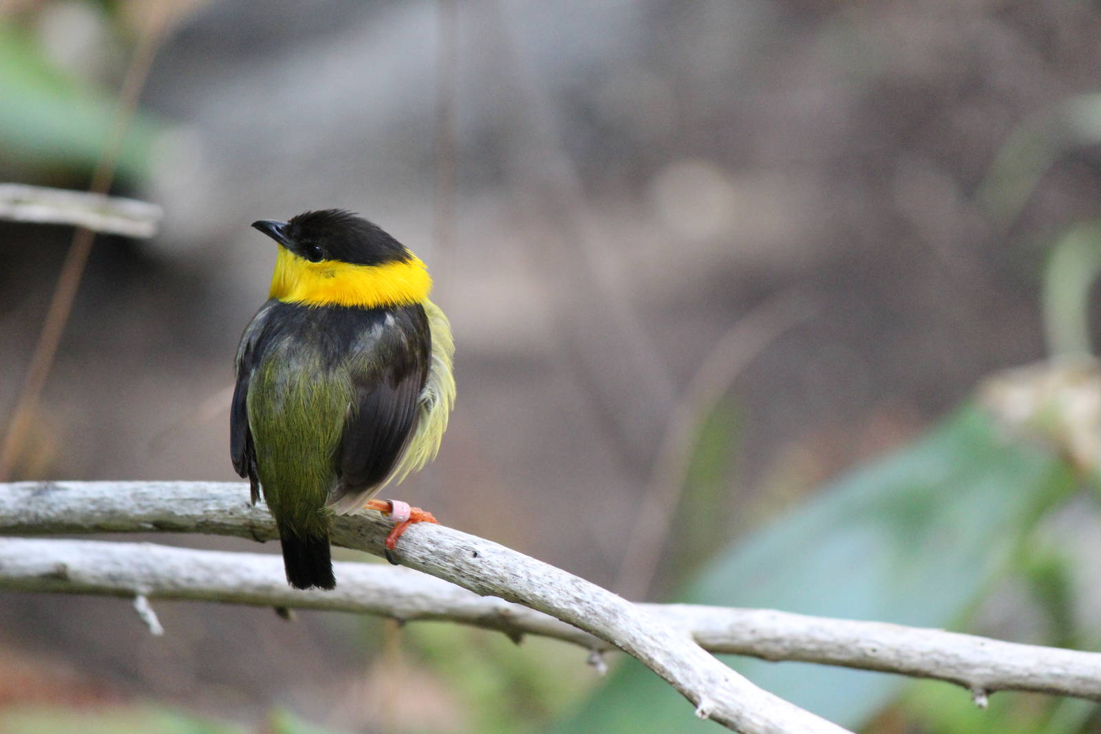 Hummingbird Aviary - Golden-Collared Manakin