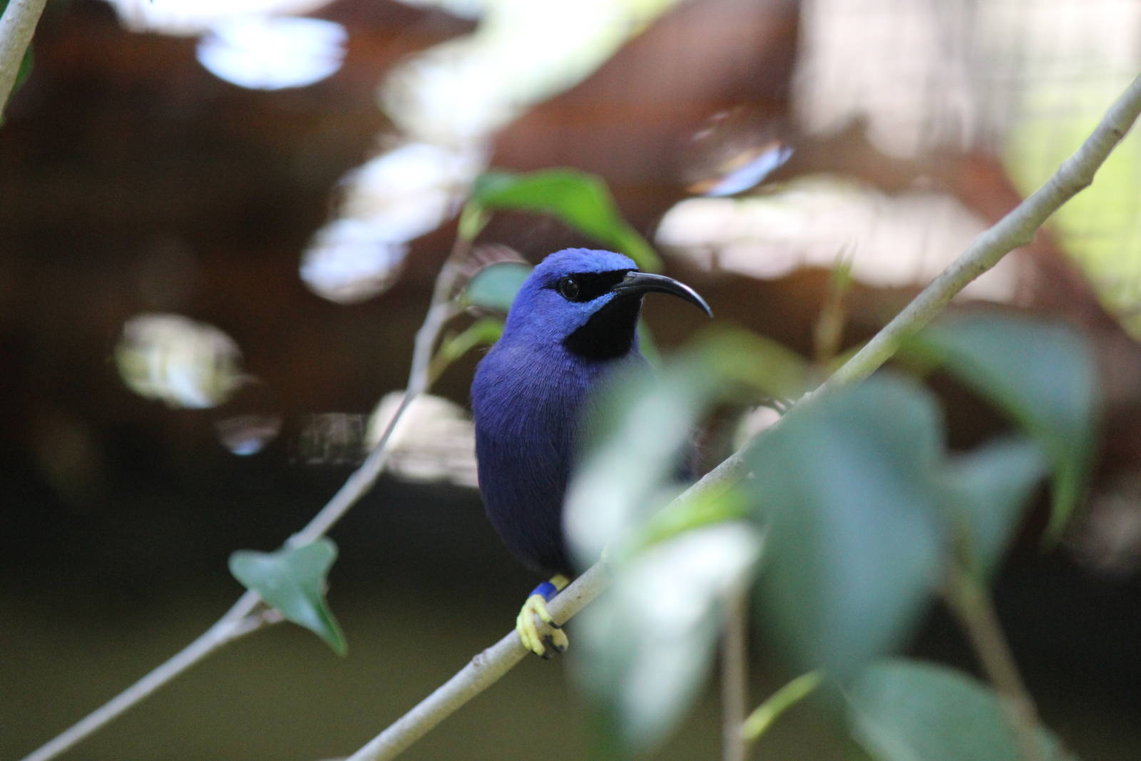 Hummingbird Aviary - Purple Honeycreeper
