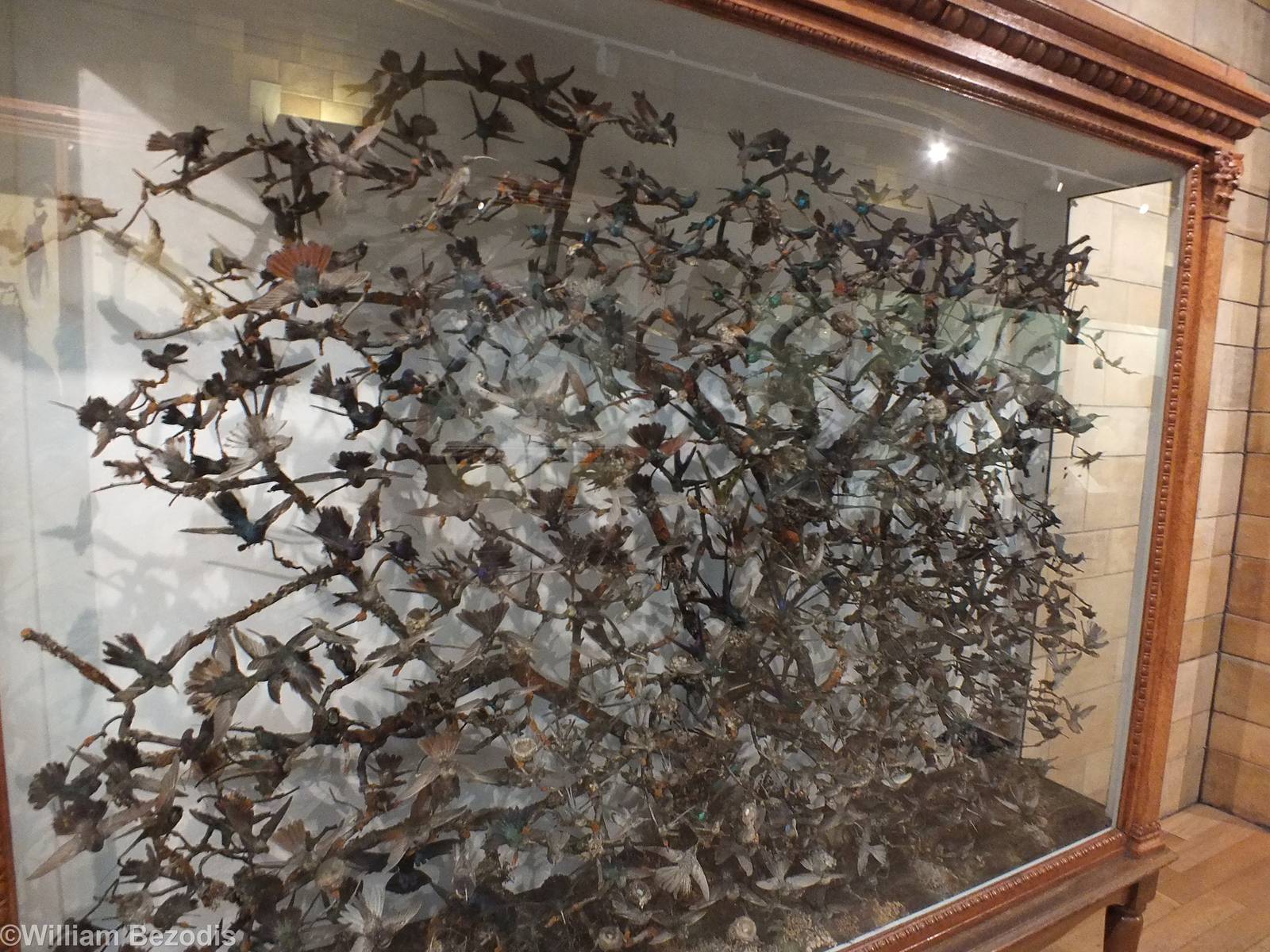 Hummingbird Display - NHM London