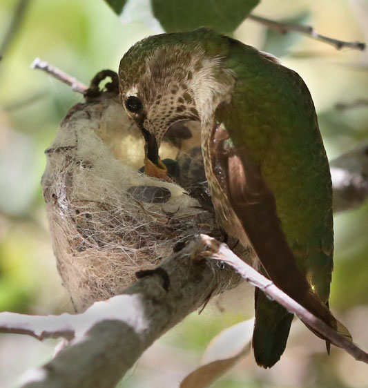Hummingbird feeding chick