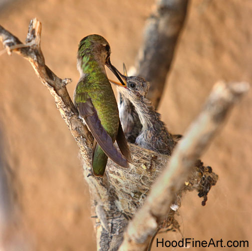 hummingbird feeding chicks