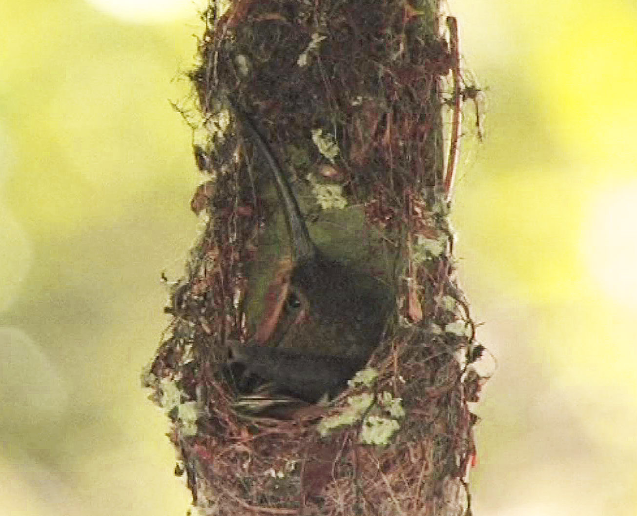 Hummingbird female on nest