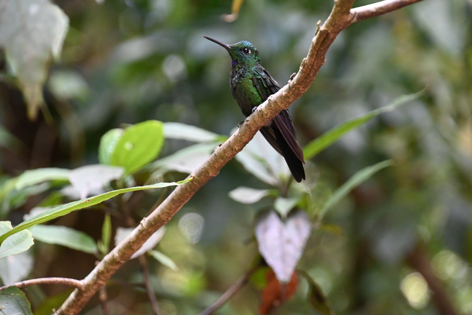 Hummingbird Gallery, Green-crowned Brilliant (Heliodoxa jacula)