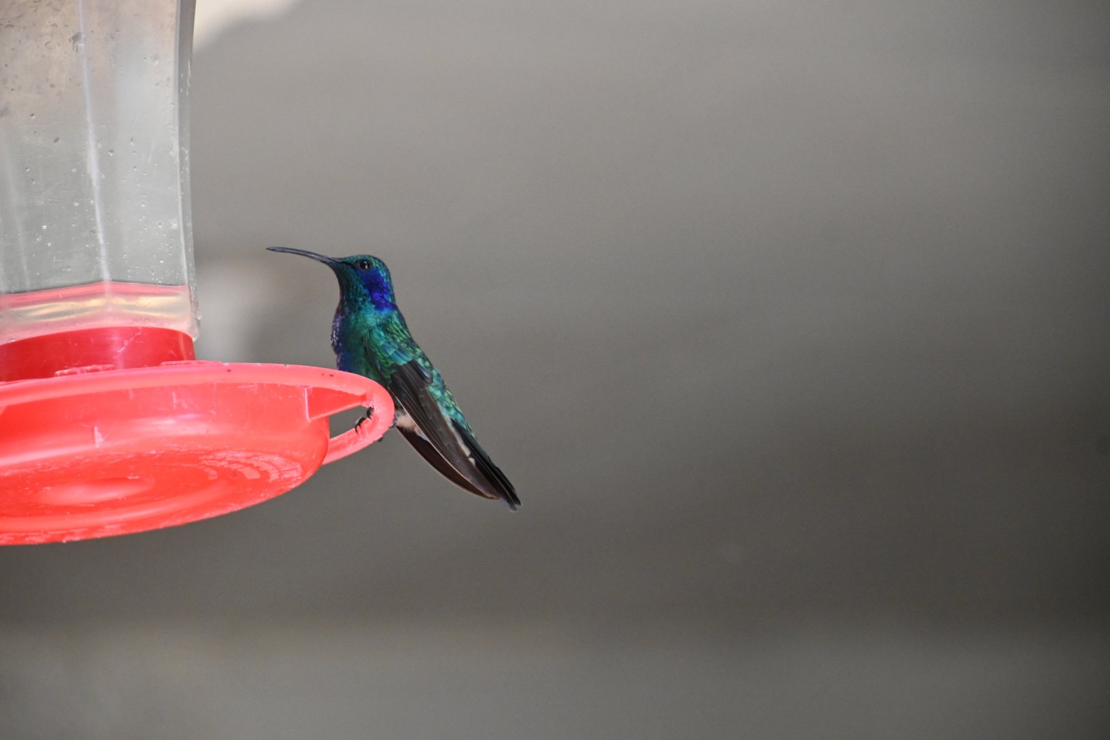 Hummingbird Gallery, Lesser Violetear (Colibri cyanotus)