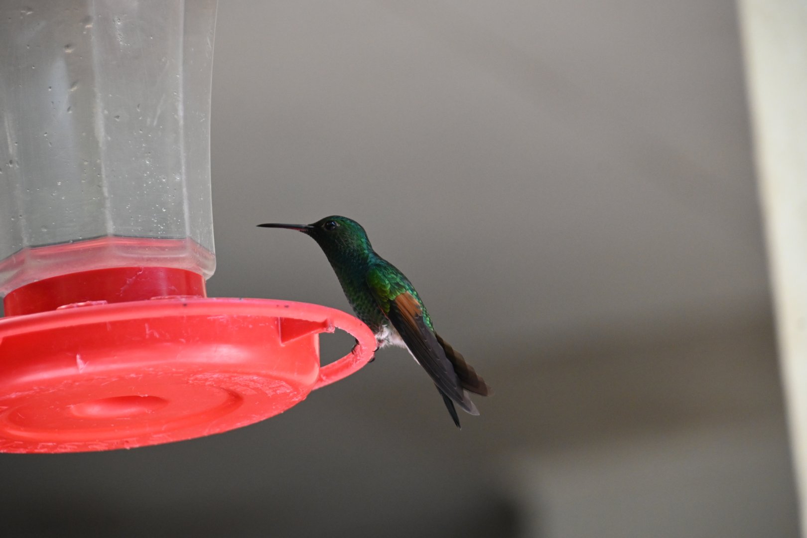 Hummingbird Gallery, Stripe-tailed Hummingbird (Eupherusa eximia)