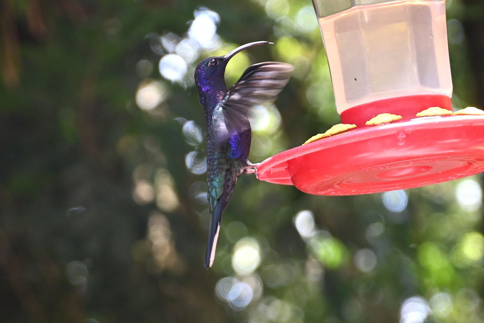 Hummingbird Gallery, Violet Sabrewing (Campylopterus hemileucurus)