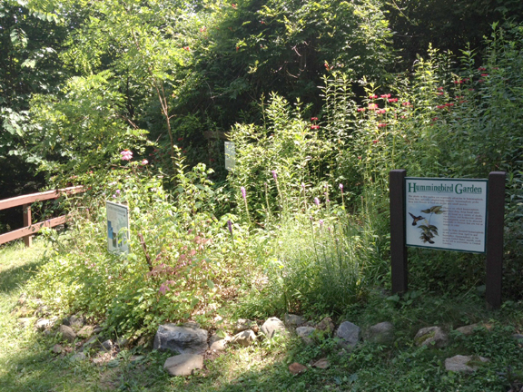 Hummingbird Garden